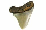 Megalodon Tooth - North Carolina #152934-1